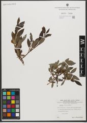 Foto von Salix L.